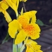 flower_la_v_0591_ecu2532.jpg